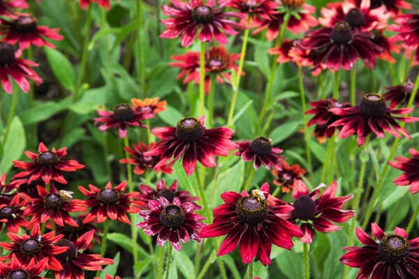 Roter Sonnenhut (Rudbeckia hirta)