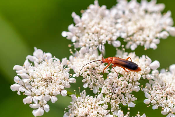 Rotgelber Weich­käfer (Rhagonycha fulva)