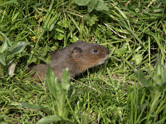 Schermaus (Arvicola Terrestris)