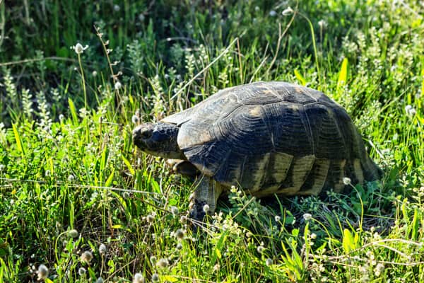 Schildkroete auf Wiese