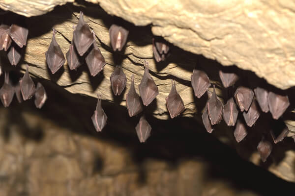 Schlafende Fledermäuse