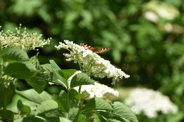 Schmetterling auf Blüte