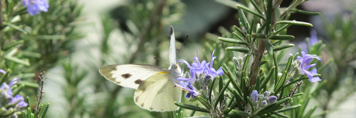 Schmetterling auf Rosmarin