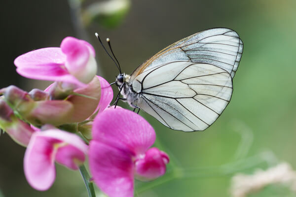 Baum-Weissling-Schmetterling