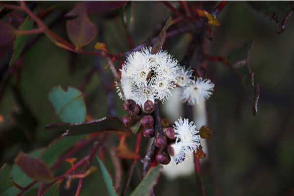 Schnee-Eukalyptus Blüte