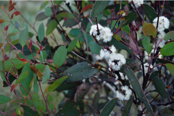 Schnee-Eukalyptus Pflanze