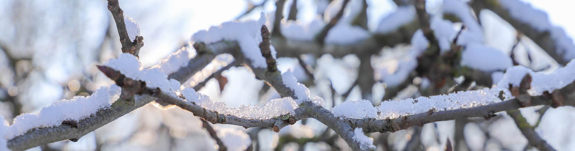 Schutz der Pflanzen durch Schnee- und Eisschicht