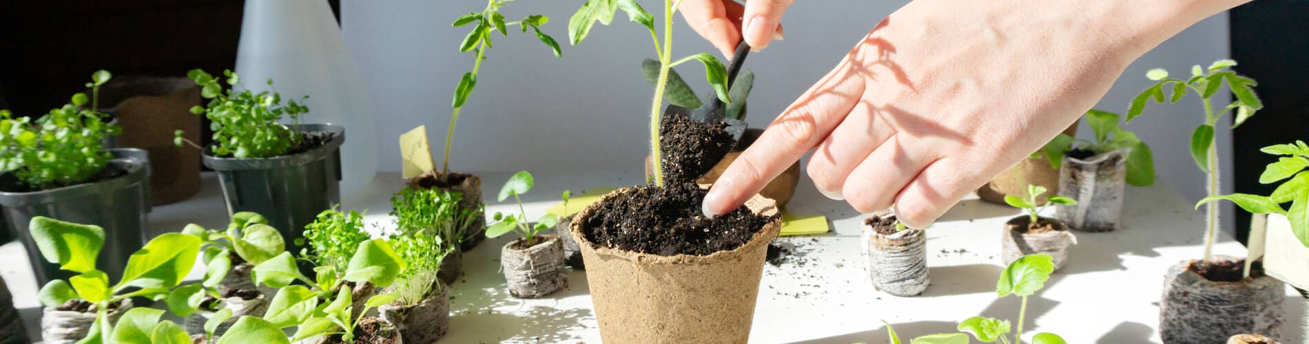 Schutz von Gemüsejungpflanzen vor Schädlingen mit Netzen & Vlies