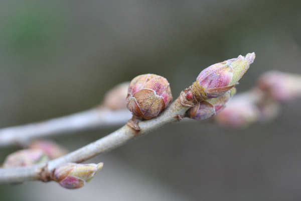 Knospen­gall­milben an schwarzer Johannis­beere