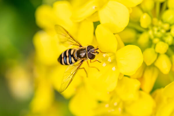 Schwebefliege auf Blume