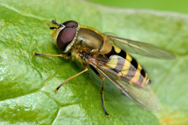 Adulte Schweb­fliege