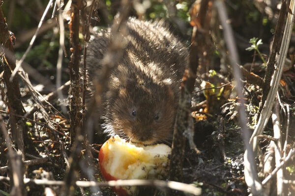 Schermaus