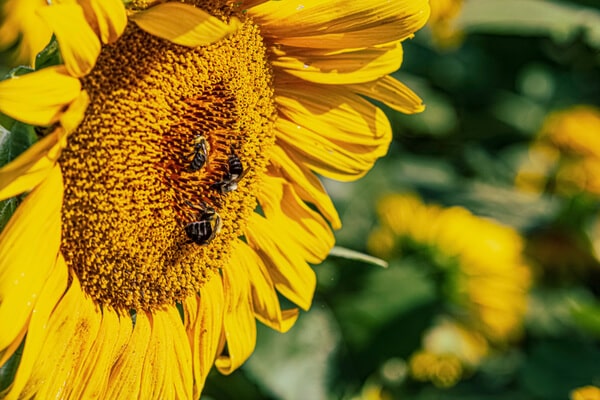 Blühende Sonnen­blume mit Bienen
