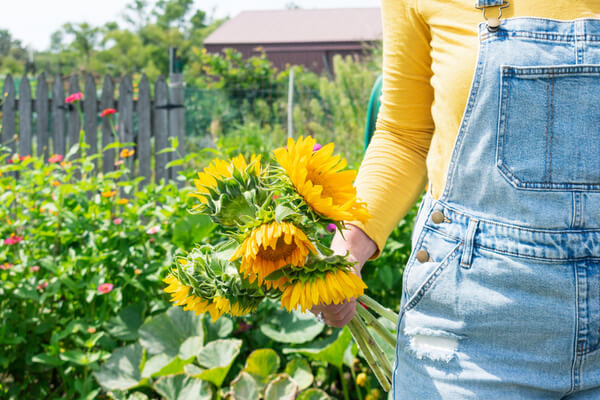 Sonnenblumen