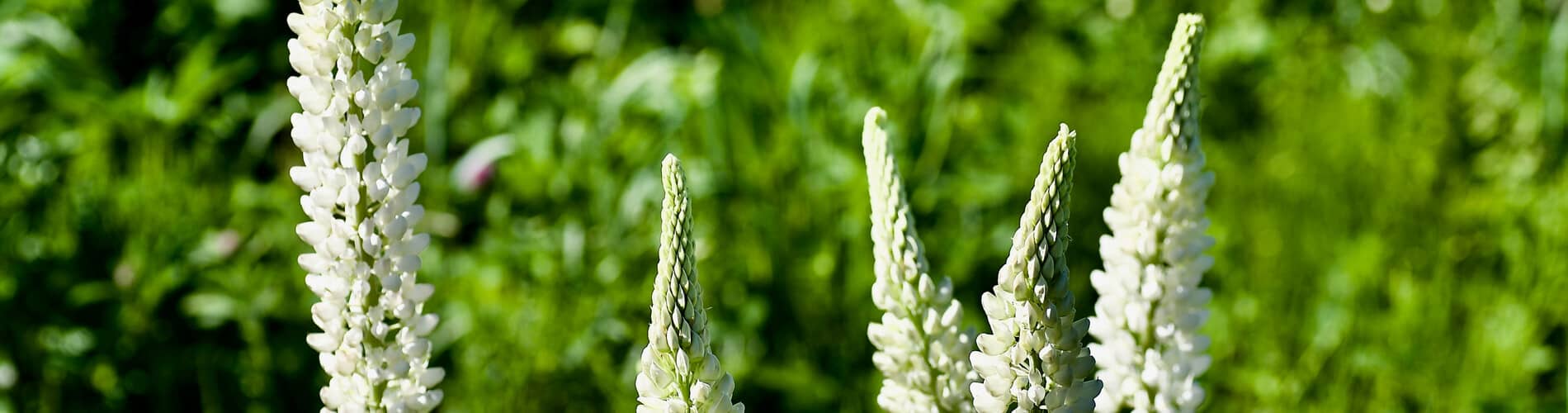 Lupine - Süsslupine