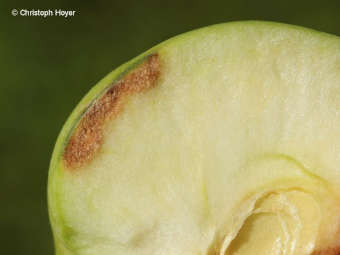 Schadbild Stippe an Apfel