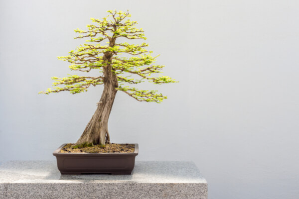 Sumpfzypresse-Bonsai