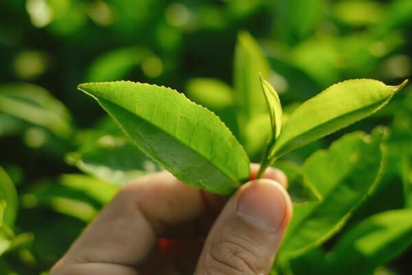 Teestrauch Blätter