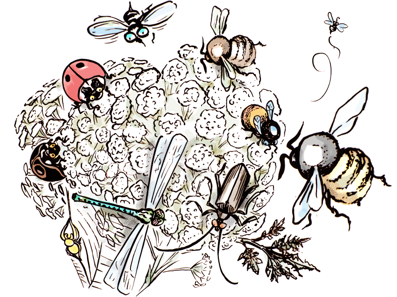 Insekten, Spinnen & Käfer: Nützlinge im Garten