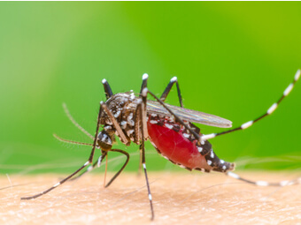 Tigermücke (Aedes albopictus) auf der Haut