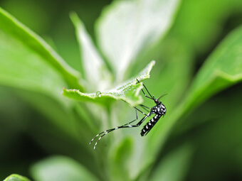 Tigermücke (Aedes albopictus) auf einem Blatt