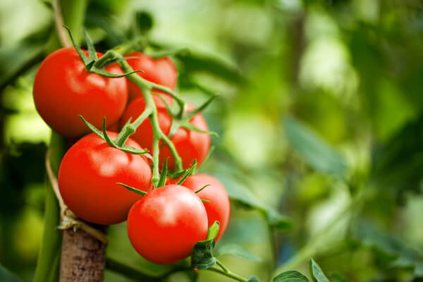 Resistente Gemüsesorten: Tomaten