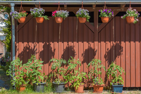 Tomaten in Töpfe