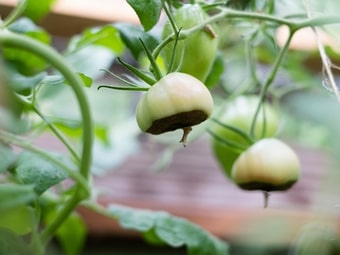 Blütenendfäule an Tomaten