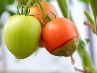 Blütenendfäule an Tomaten