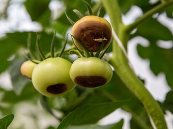 Blütenendfäule an Tomaten