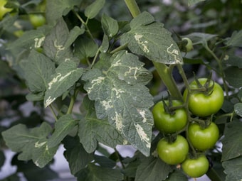 Tomaten­minier­motte Schadbild Blätter