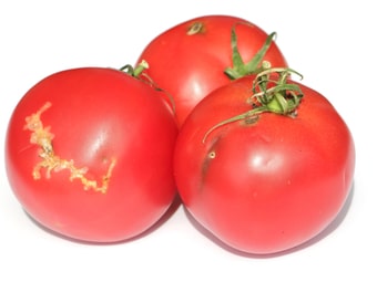 Tomatenminiermotte Schadbild Früchte
