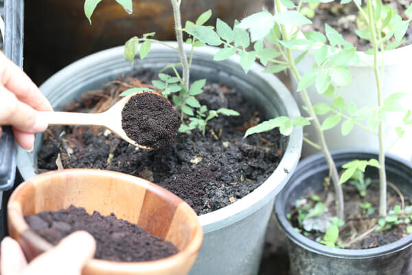 Tomatenpflanzen mit Kaffee düngen