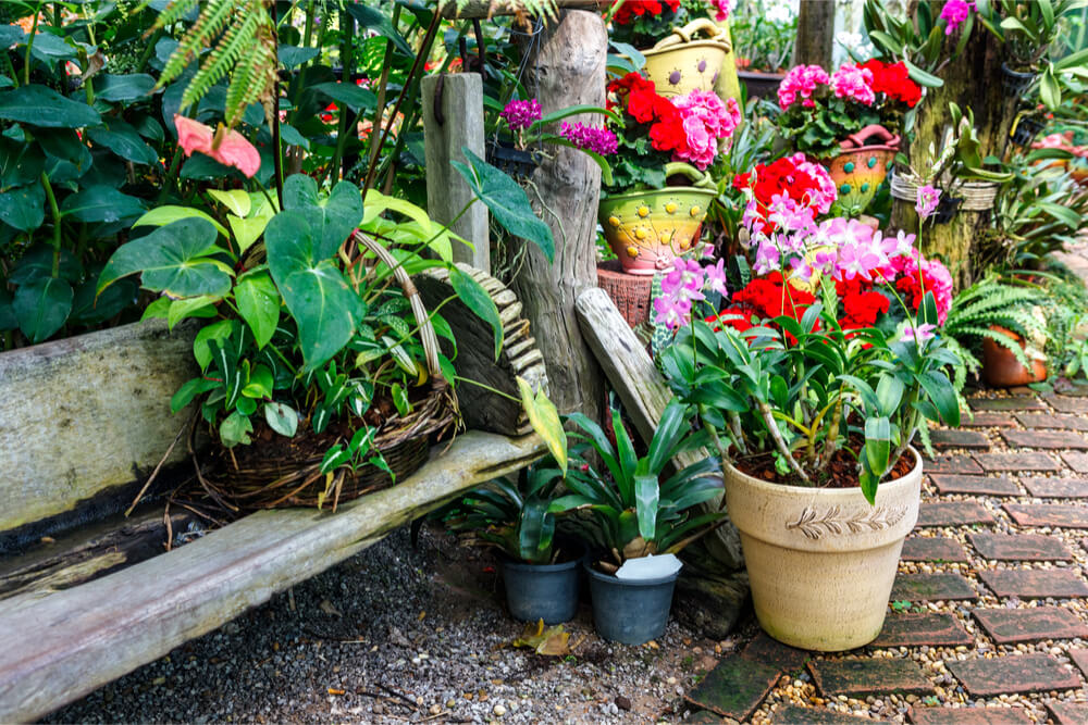 Blumen im Freien, eingetopft