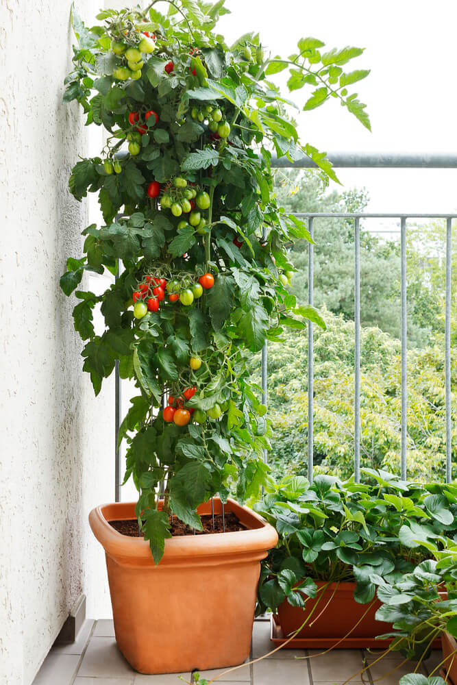 Tomatenpflanze auf dem Balkon im Topf