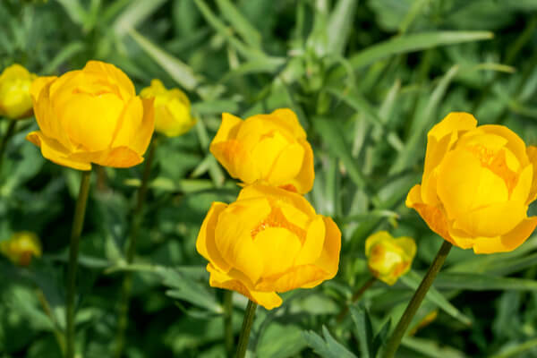 Trollblume (Trollius europaeus)