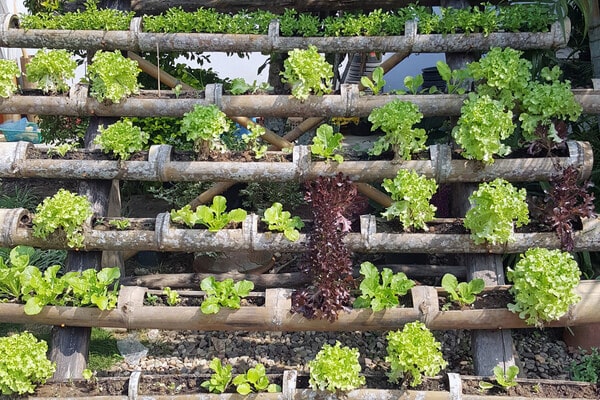 Vertikales Gärtnern Salat