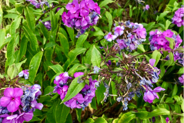 Verwelkte Blüten und abgestorbene Blätter