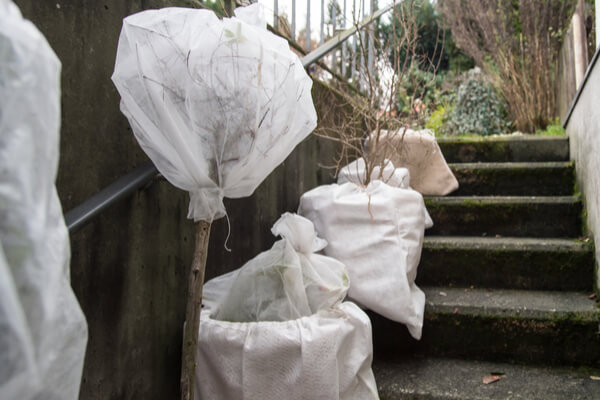 Bäume und Pflanzen überwintern mit Vlies Winterschutz