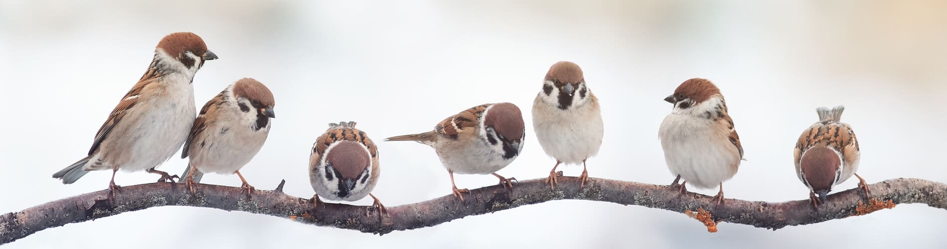 Vögel richtig füttern im Winter