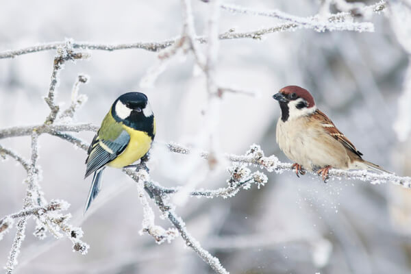 Äste mit Meise und Spatz im Winter