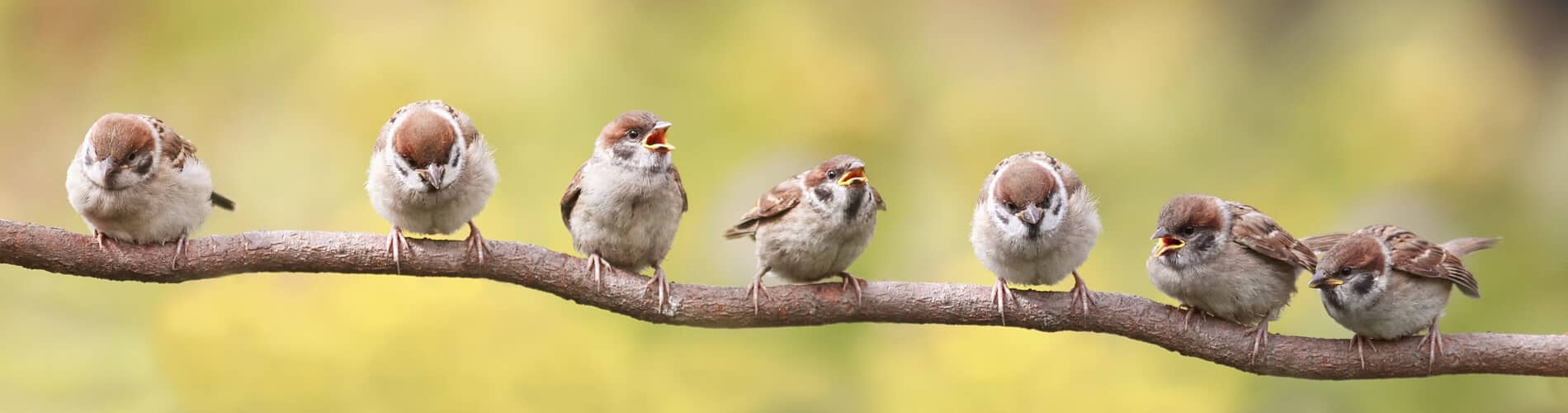 So gestalten Sie ihren Garten vogelfreundlich