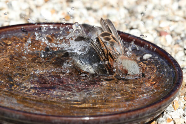 Vogelfreundlicher Garten Wasserbad