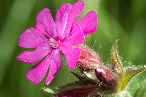 Waldnelke (Silene dioica)