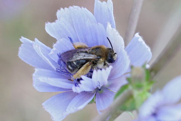 Wegwarte: Beliebt bei Bienen und anderen Insekten