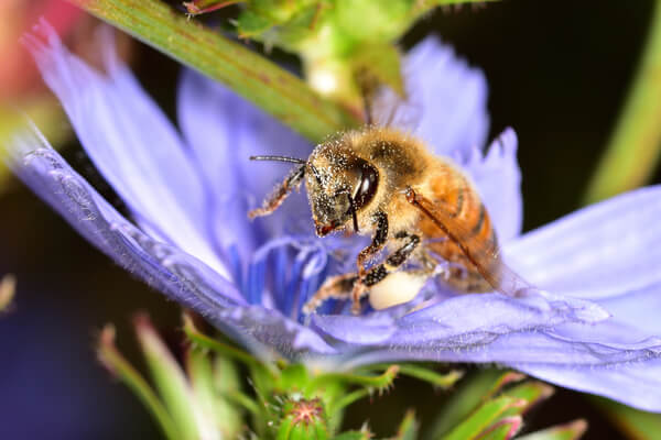 Wegwarte: Beliebt bei Bienen und anderen Insekten
