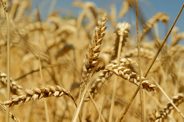 Reifer Weizen (Triticum aestivum)