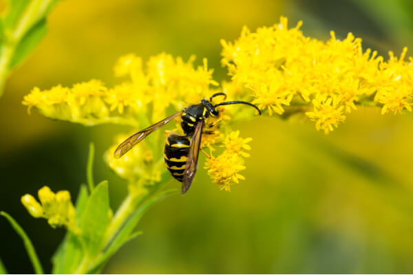 Wespe auf Blüte