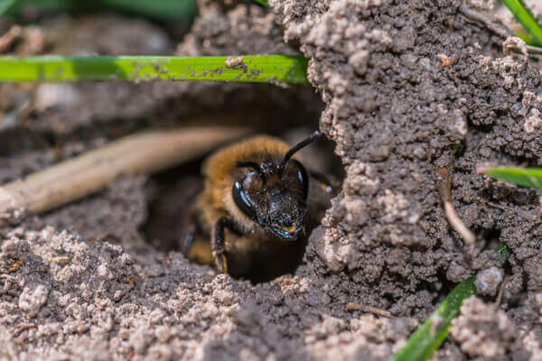 Wildbienen überwinterung im Boden