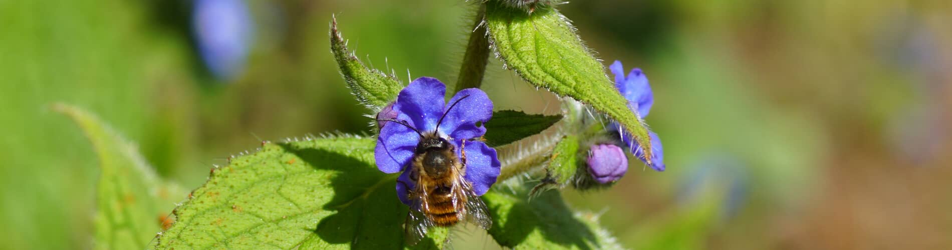 Wildbienen und andere Besucher am Insektenhotel